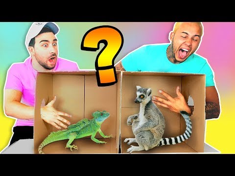 WHATS IN THE BOX CHALLENGE !? (ANIMALS FUNNY REACTION)