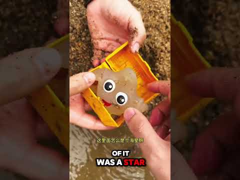 Mini star fish 🐟 😱~mini wood toy-wood working art skill #shorts #cartoon