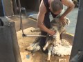 Sheep Shearing Techniques and Safety