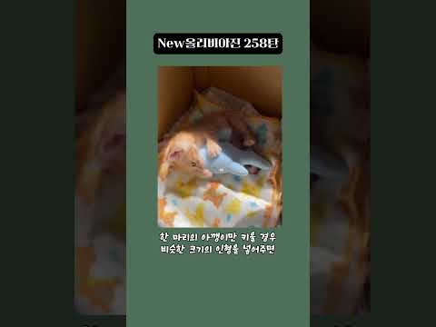 New올리비아진 258탄
