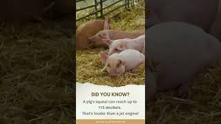Funfacts Pigs #viralvideo #trending #pigs#viral #shorts #subscribe #shortsvideo
