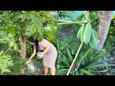 Como abono los árboles para el fruto