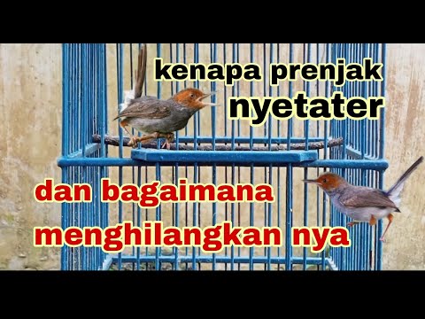 How to remove the starter sound of the red-headed wren