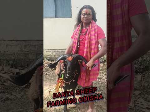 👿😱Black 🖤beauty sheep💫# danta sheep farming India supper qulite tranding sheep youtube shot viral😱🔥