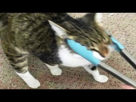 Try Not To Laugh at the Dumb Actions of Animals I found in the kitchen