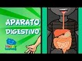 Conociendo el Aparato Digestivo