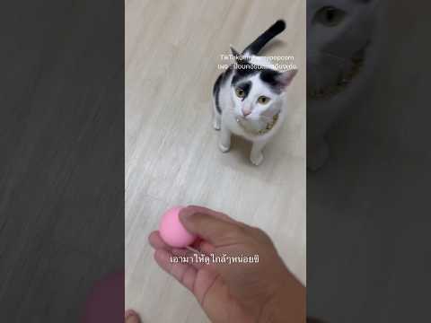 ของเล่นแมว 🤣 #ป๊อบคอร์นแมวเถียงเก่ง #โพนี่น้องพี่ป๊อบ #shots #cat