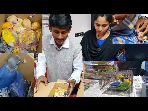 Love Birds Chicks Hand Feeding Tips / How To Hand Feed Bird Parrot Chicks.