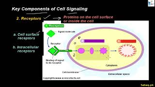Cell Signaling