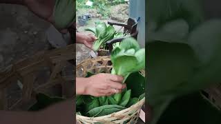 MENYAYIAPKAN SAYURAN ORGANIK PESANAN IBU ASAL DARI KOREA TINGGAL DI BALI