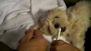 New puppy in the house...