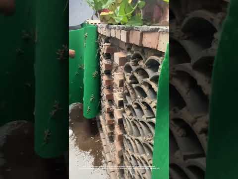 Artificially farmed geckos