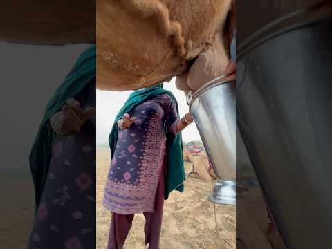 Desert life in india #traditional #villagelife #india