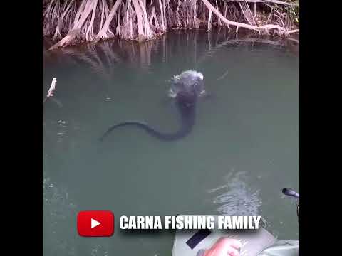 Dinosaur Fish ๐ฆ #fishing #fish #shorts