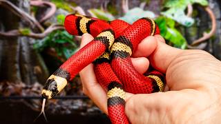 Recreating the Rainforest for a Milk Snake