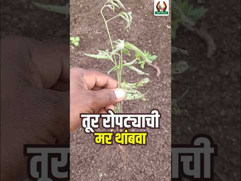 तूर रोपट्याची मर थांबवा #तूर #तूरमर #शेतीमाहिती #कृषीमाहिती #farmer #agriculture