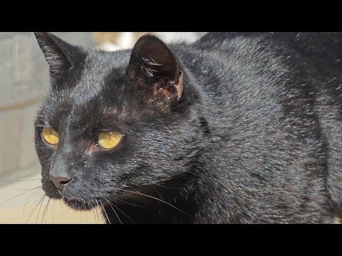 Relaxing Cat Video 315