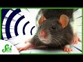 Understanding Animal Super Senses