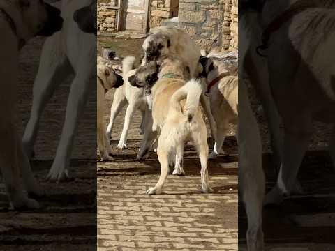 BABASINA DALDI KÖPEKTEN KORKAN İZLEMESİN