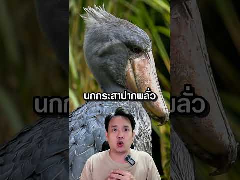 เสียงของนกที่น่ากลัวที่สุดในโลก #negitail #เรื่องเล่า #shorts