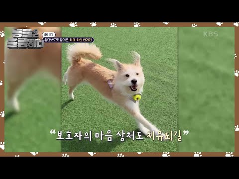 [애니캠] 무무의 보호자를 더욱 더 힘들게 한 것 [동물은 훌륭하다] | KBS 250203 방송