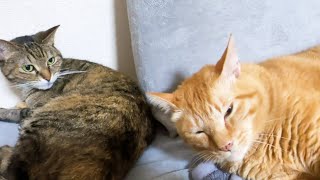 いつも妹猫たちのお世話をする茶トラ猫が夜になると飼い主の側でとてつもなく甘える姿に癒されました