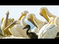 Seabird Behavior and Population Dynamics