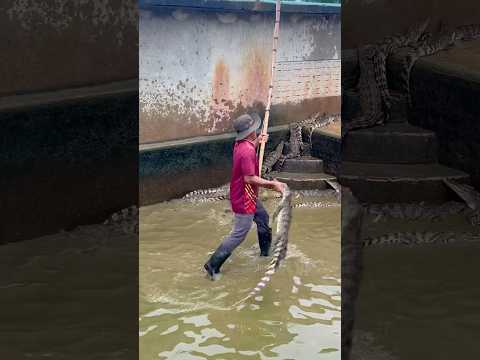 #crocodile _20