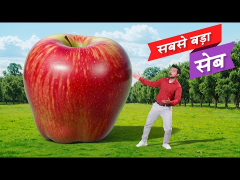 World's Biggest Apple | सबसे बड़ा सेब | Hindi Comedy | Pakau TV Channel