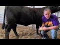 Cattle Anatomy and Terminology