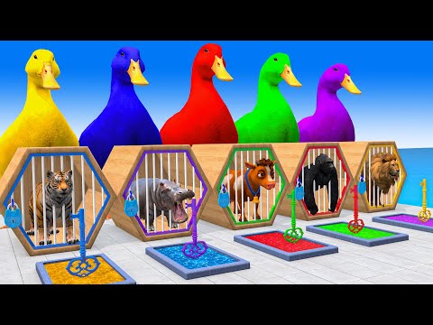 5 Giant Duck Cartoon,Cow,Gorilla,Elephant,Tiger, Paint Wild Animals Crossing Fountain Animation