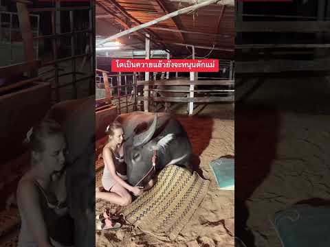 นี่มาของคำว่าโตเป็นควๅยแล้ว #น้องควายฉลาดแสนรู้ #buffaloThailand #reelsvideoシforyou #reelsviralシfb