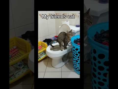 Your cat vs My Cat