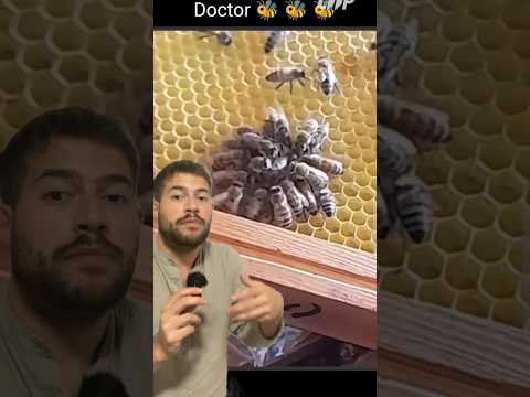 REANIMAN ABEJA REINA #abejas #reina #panal #colmena #bee #biologia #ciencia #nature #animals