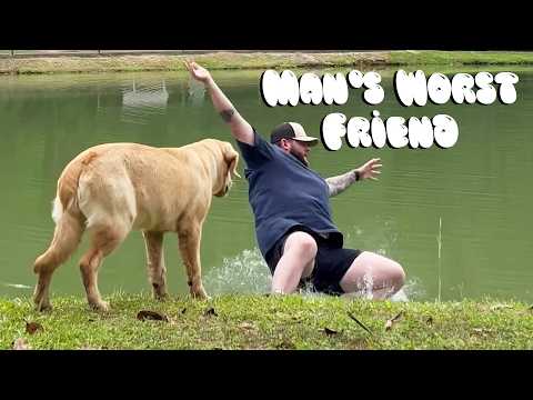 Funny Dog Fails | Golden Retrievers, Pitbulls, and German Shepherds