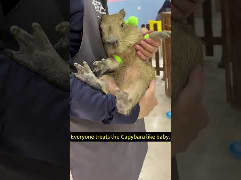 Everyone Treats Capybara As a Lovely Baby  #capybara #cuteanimals