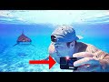 Shark Behavior and Experimentation