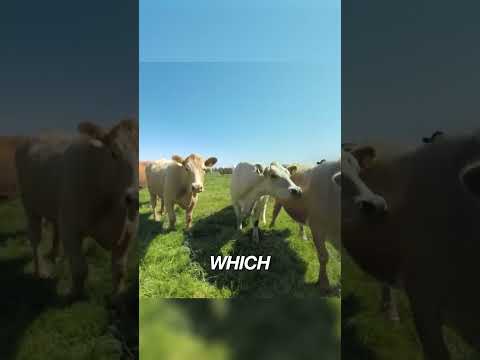 Cows wearing VR headsets!