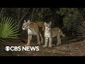Florida Panther Conservation Challenges