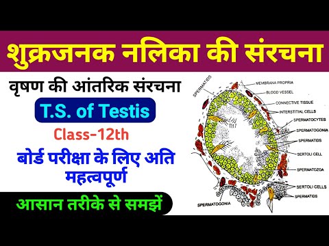 शुक्रजनक नलिका | vrishan ki aantrik sanrachna | t.s of testis | shukrajanan nalika ki sanrachna