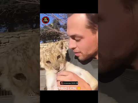 He grow a brave lion 🦁! like a child in his home 🏡 | TicTikSeconds 🔥 |
