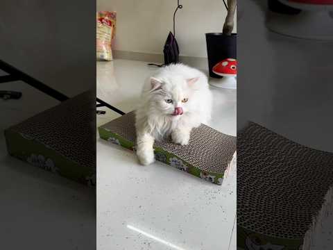 Their first ever scratcher 🤭 #cat #youcat #yourcats #funny