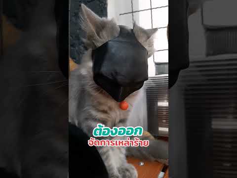 Batmoแบทโม่petscatcutecatloveranimals Great of Spirit Batmoแบทโม่petscatcutecatloveranimals