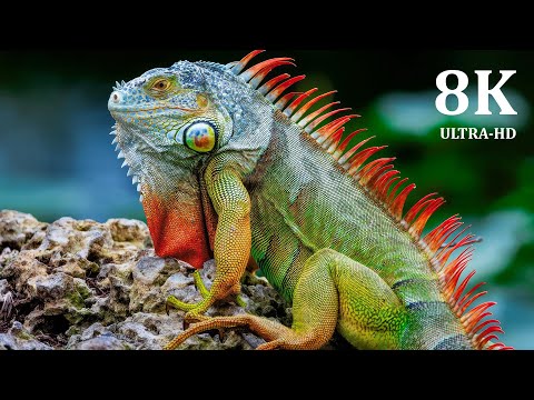 8K VIDEOS | THE BEST WILDLIFE VIDEO QUALITY IS 8K ULTRA HD