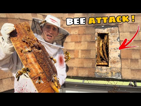 I WAS ATTACKED By 50,000 LIVE BEES ! (we got stung)