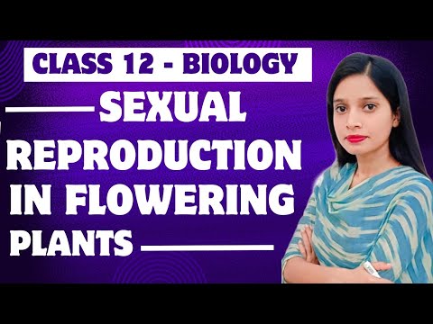 Sexual Reproduction In Flowering Plants || Class - 12 || CBSE NEET || part 1