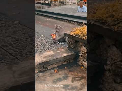 Làm thế nào để lấy lại điện thoại bị khỉ mượn #shortvideo #dongvat #animals #short #thegioidongvat