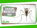 Understanding Mosquitoes