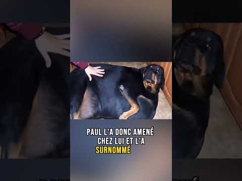 Cette chienne est enceinte mais quand le vétérinaire a découvert de qui il a immédiatement appelé la