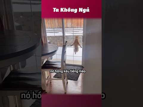 Biết tí ngoại ngữ cái sang ghê 🐮 #takhongngu